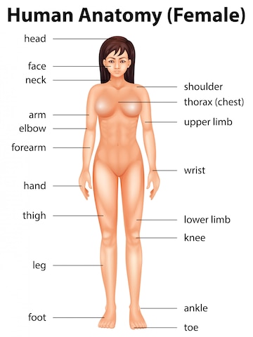 schema anatomie femme - partie corps huamin anglais