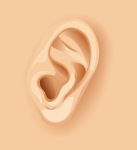 gros plan oreille humaine